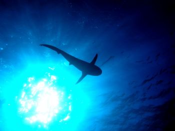 WHITETIP SHARK TAKEN IN COCOS ABOARD THE OKEANOS AGGRESSO... by Charlie Foreman 